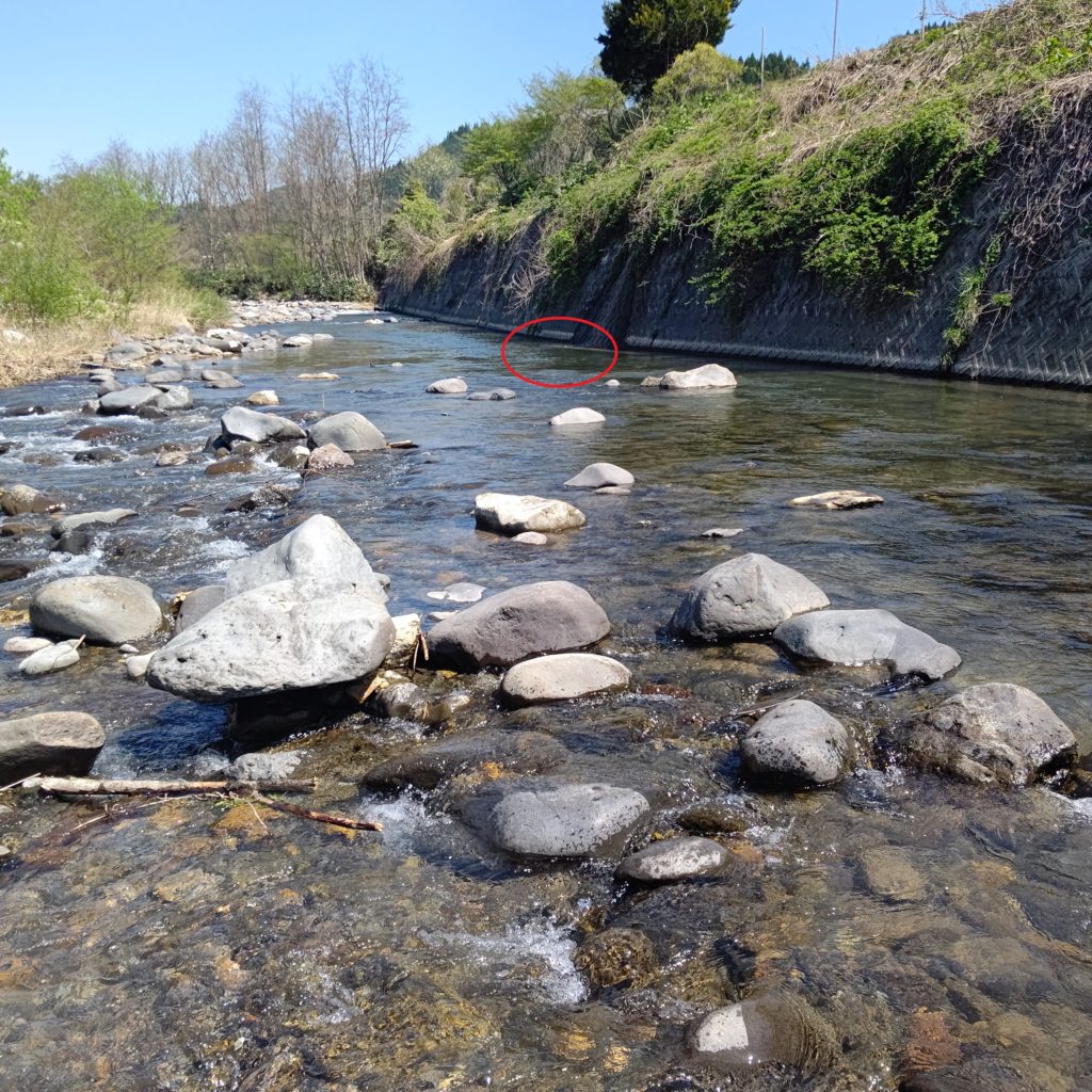 淵でヤマメを釣る