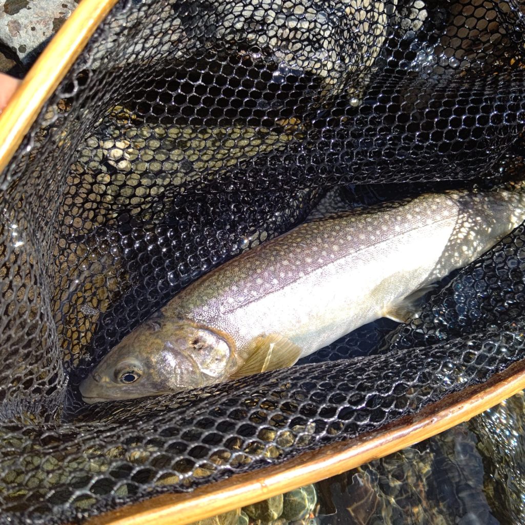 渓流でヒットした尺イワナ