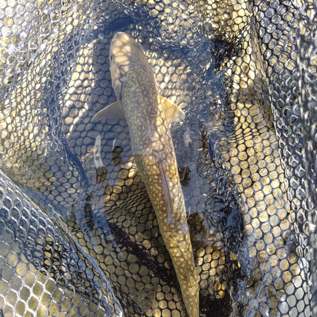 熊沢川でヒットしたイワナ