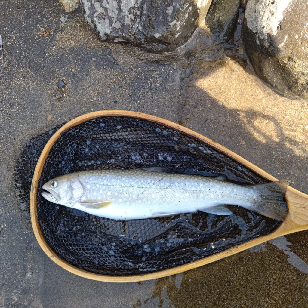 里川でキャッチした尺上の本流イワナ