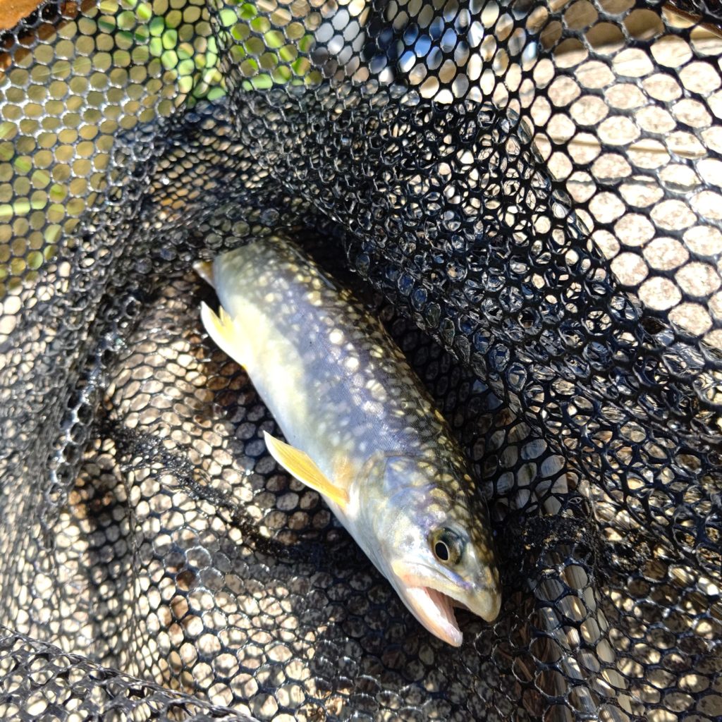 本流域でキャッチしたイワナ