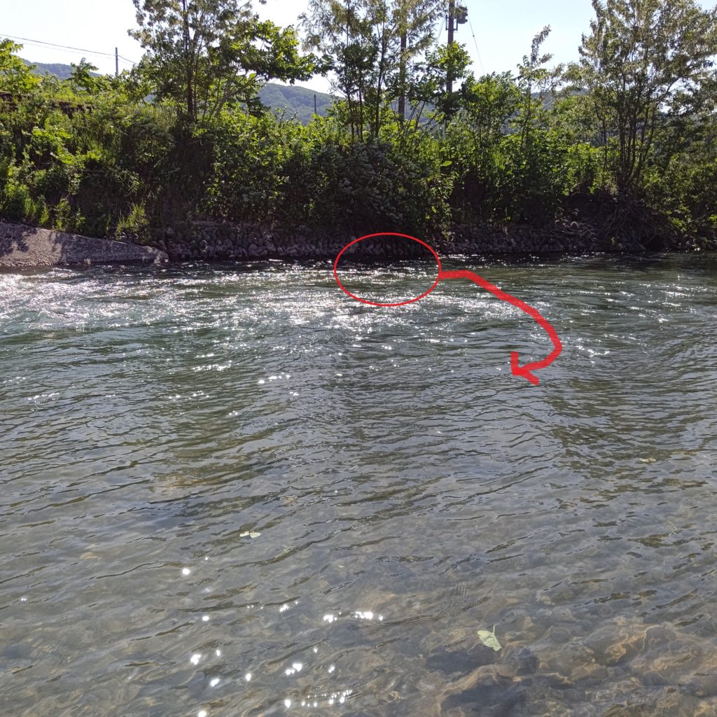 ダウンキャストでヤマメを狙う