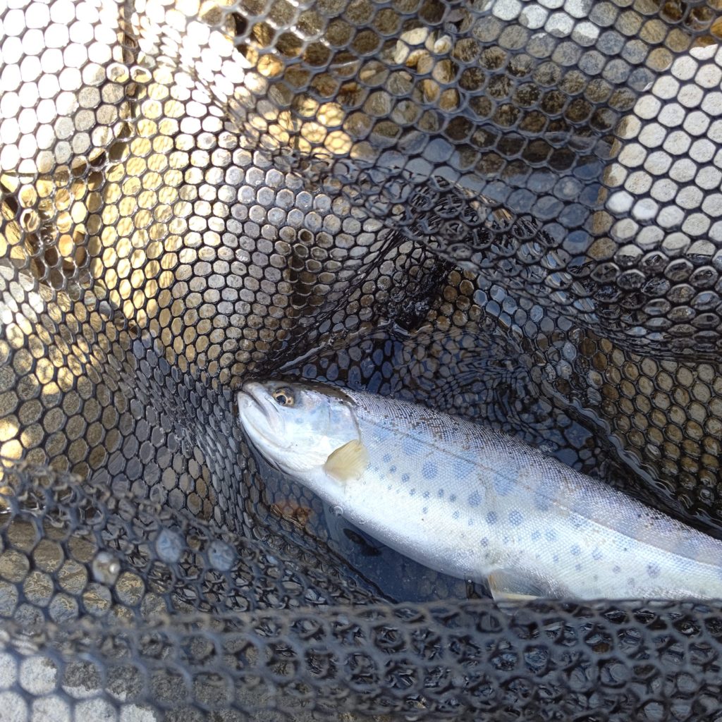 秋田県の里川でキャッチしたヤマメ