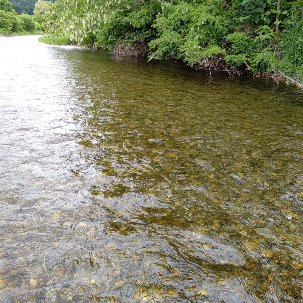 初夏の渓流釣り