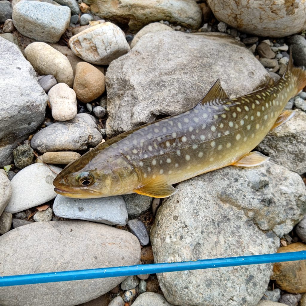 鱒レンジャーでヒットしたイワナ