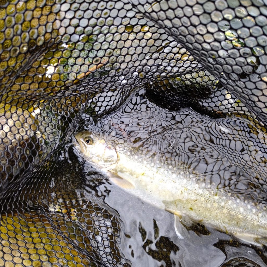 流れの中から出てきたイワナ