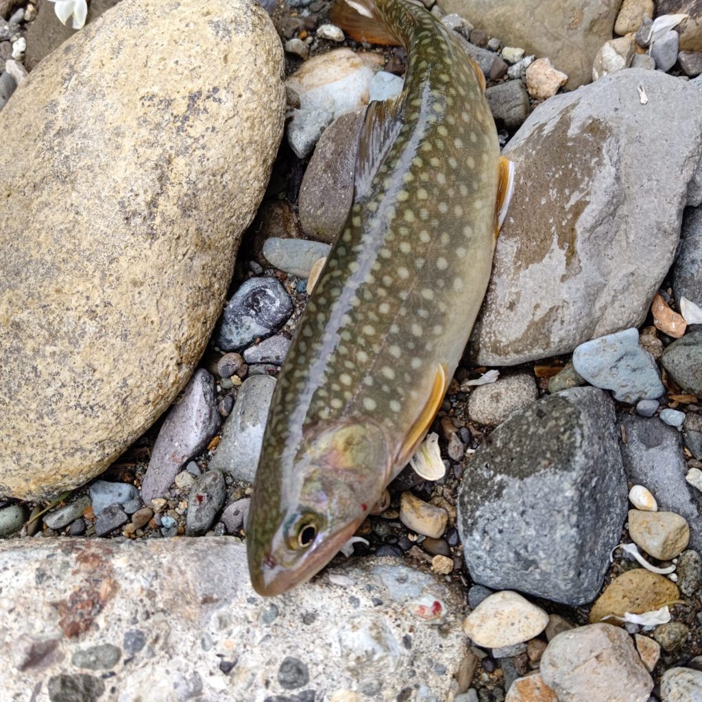 秋田のエゾイワナ