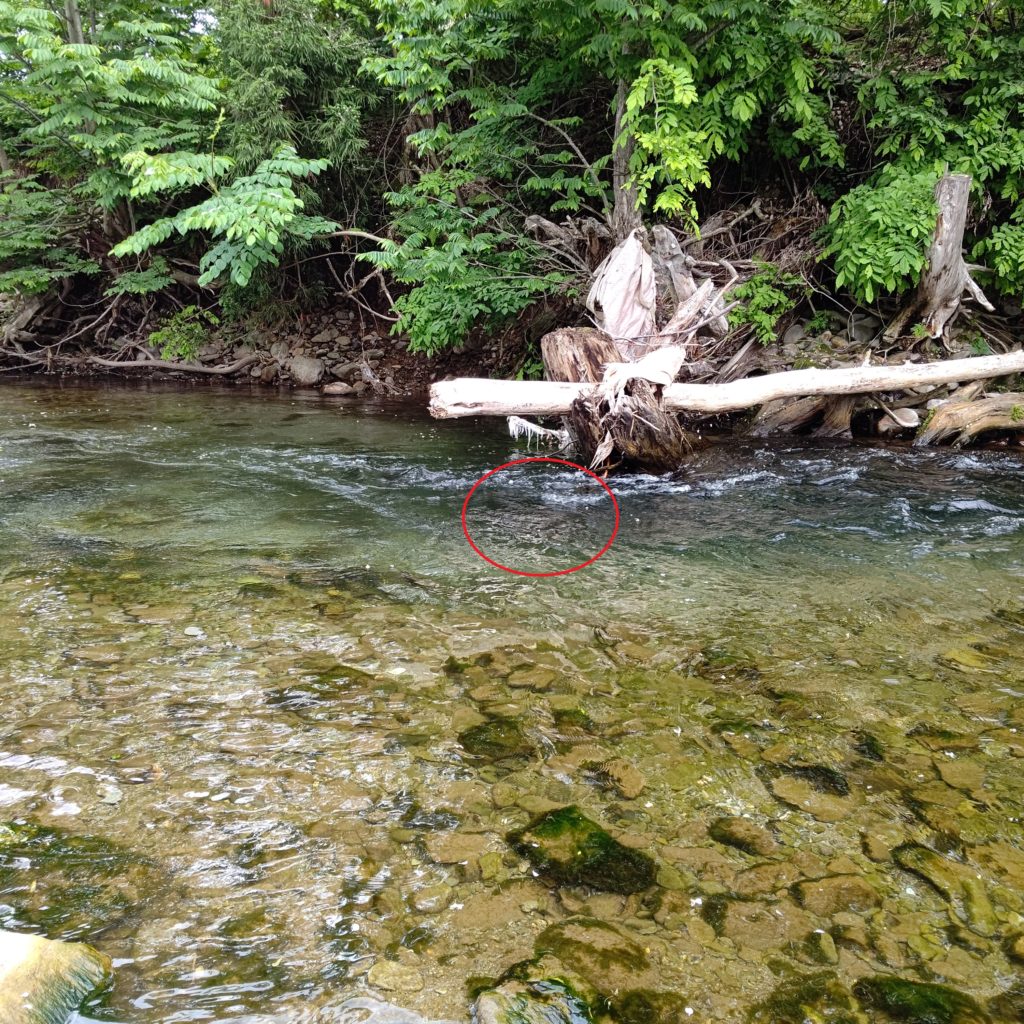 渓流釣りにてイワナをヒットしたポイント