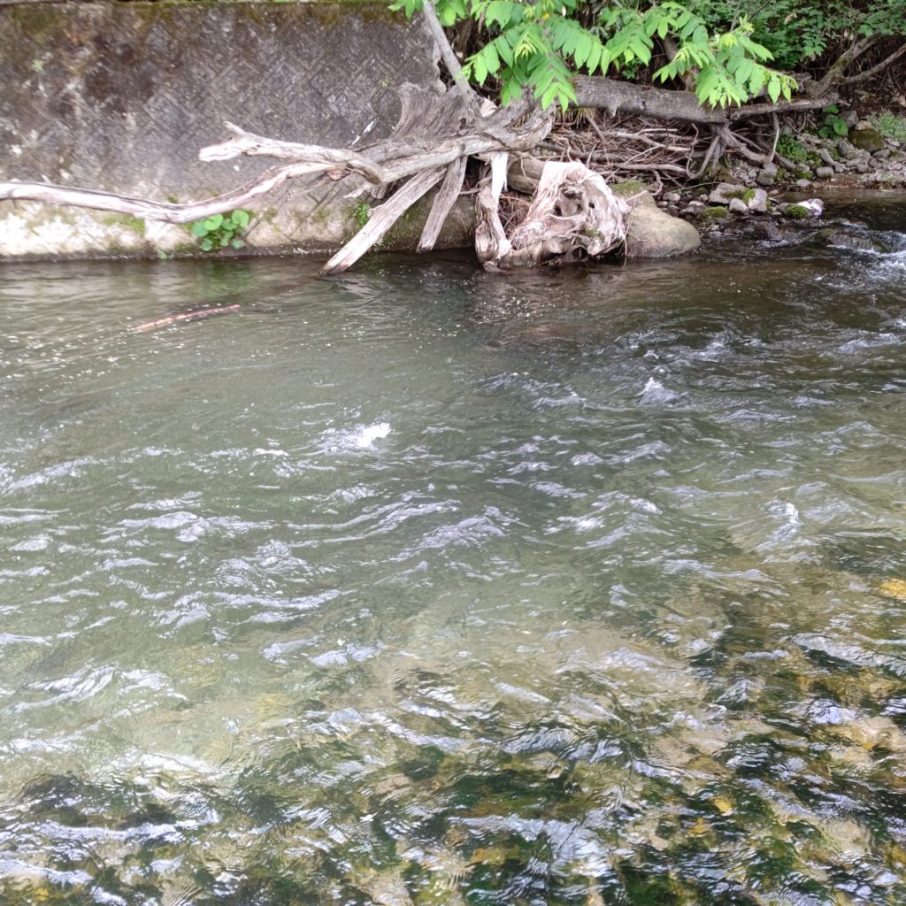 ルアーでヤマメを狙う