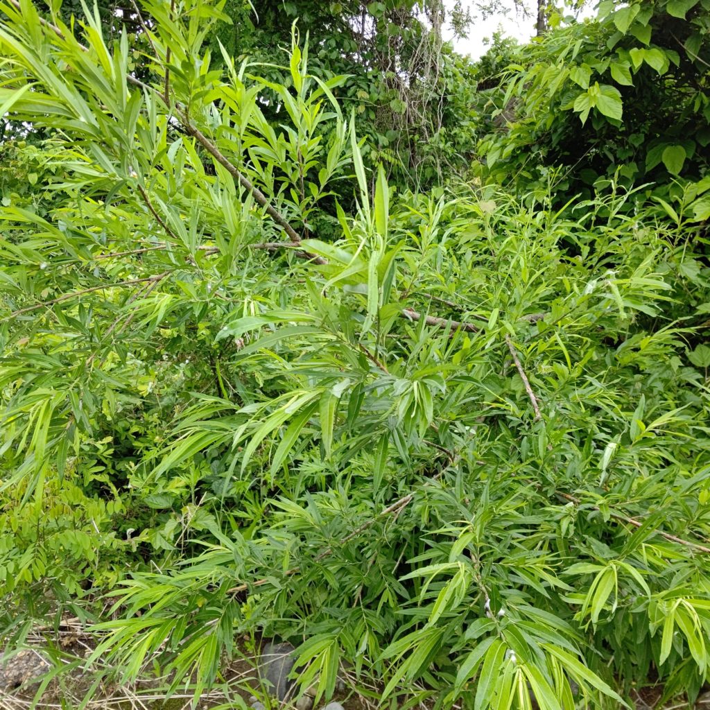 秋田県のヤナギの木