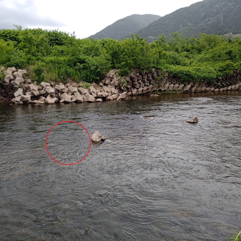 米代川でルアーフィッシング