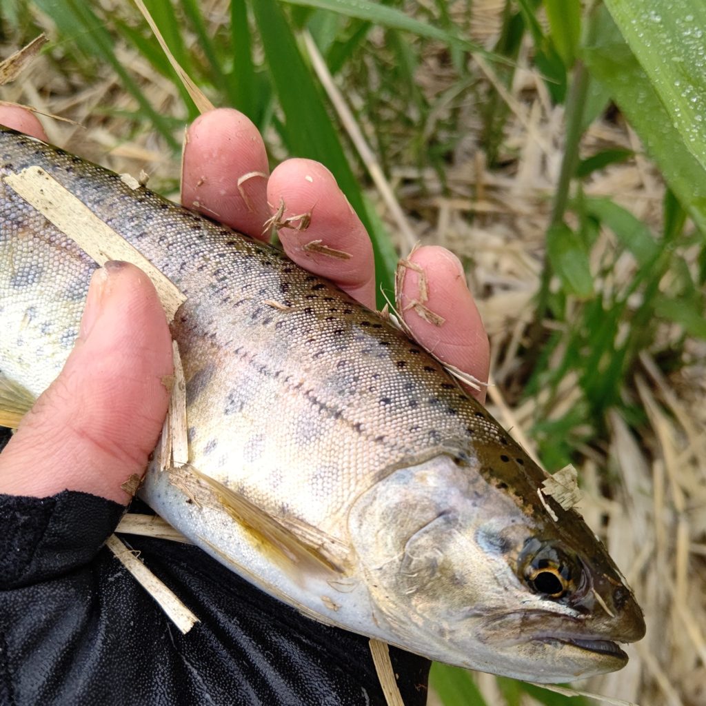 米代川でキャッチしたヤマメ