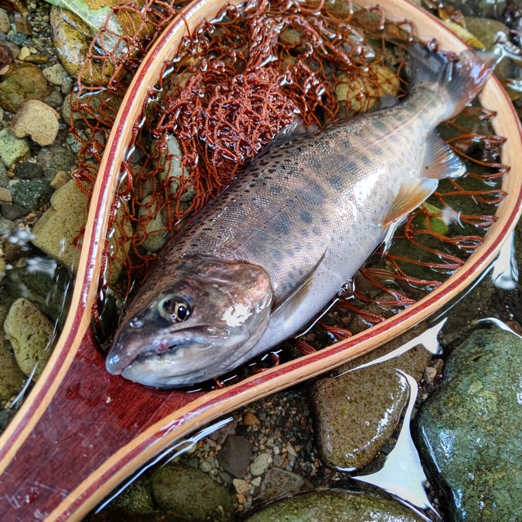 鼻曲がりの尺ヤマメ